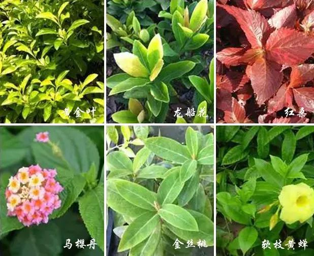 植物墻設(shè)計(jì)制作技術(shù)詳解