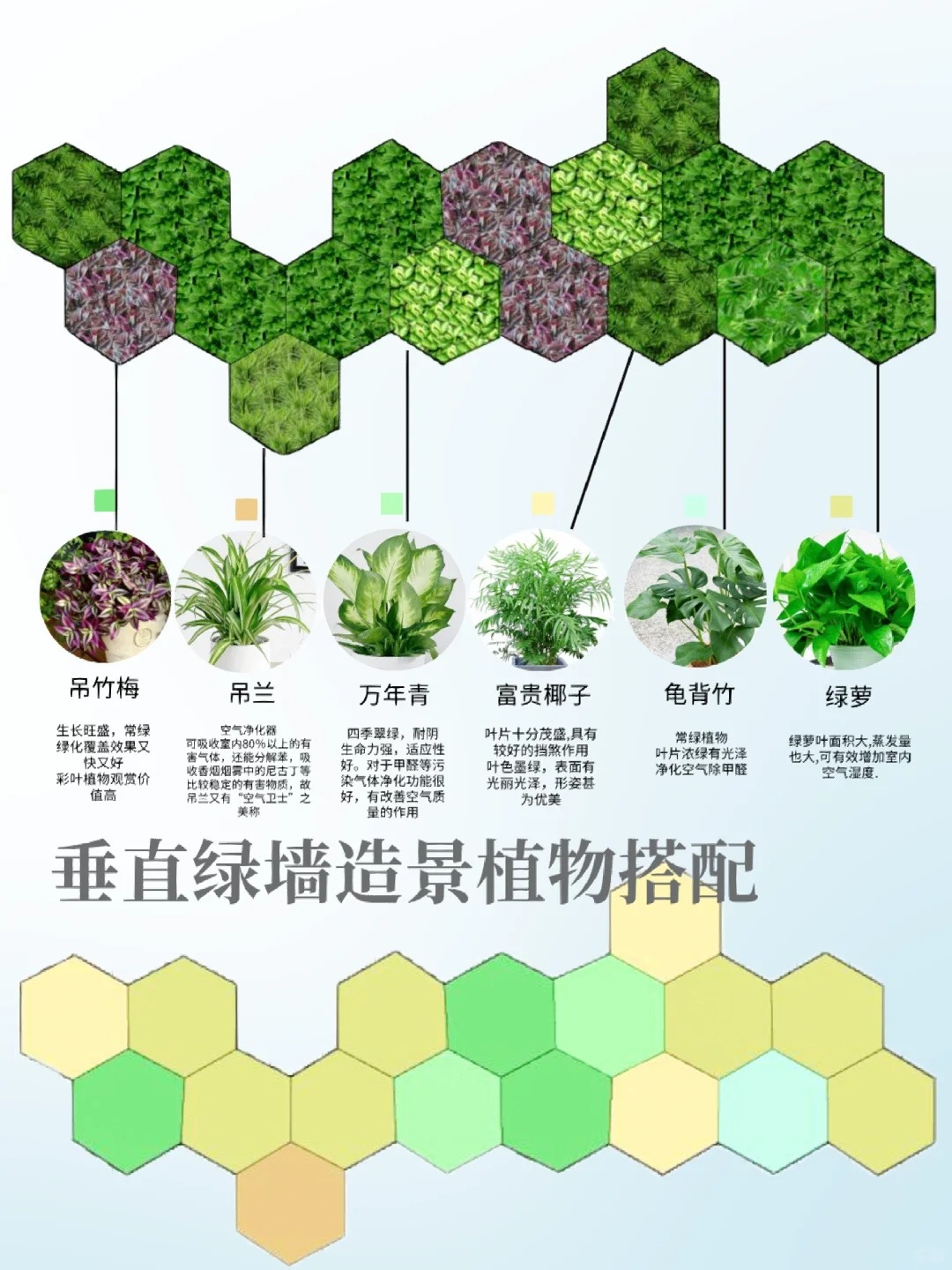 垂直綠墻景觀植物應用<br><b>關于我們：</b><br><a href=