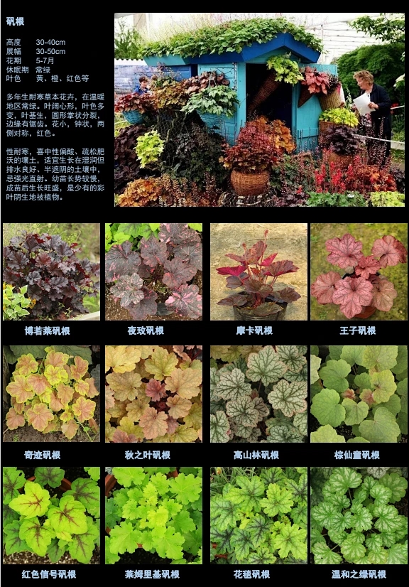 成都垂直綠化設(shè)計(jì)施工，尙瑞景園林植物配置推薦